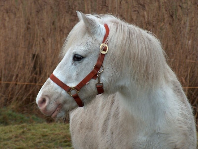 Pony Frieda